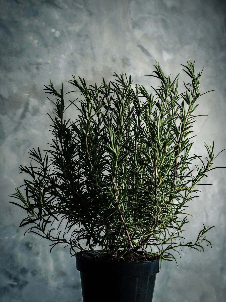 Herbal Facial Steam