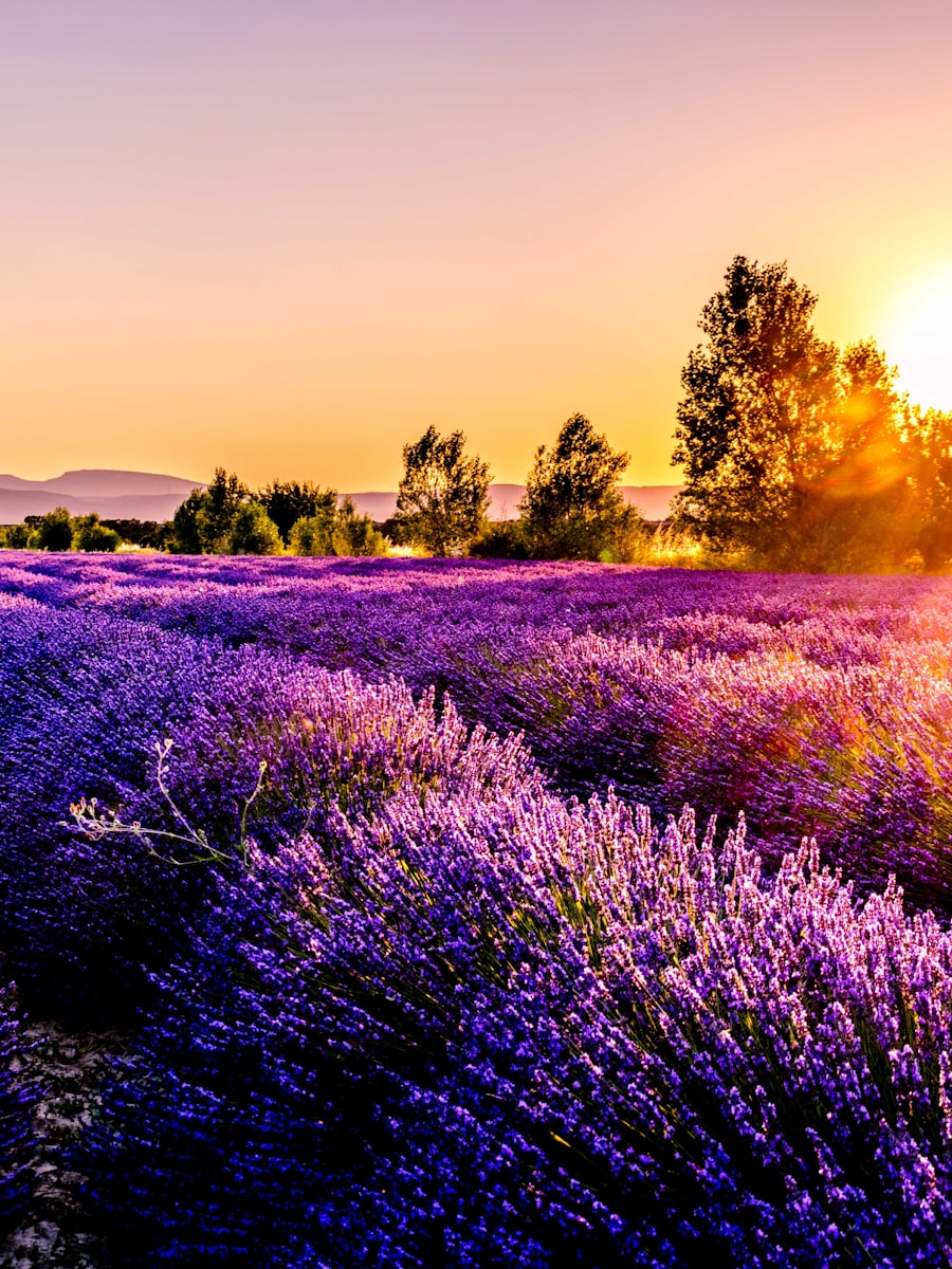 Lavender Sleep Balm